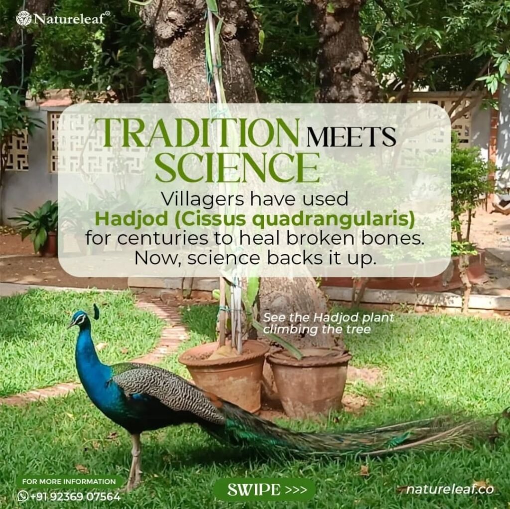 Instagram post from officialnatureleaf. This post is in position 0.